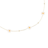 Pearly Daisy